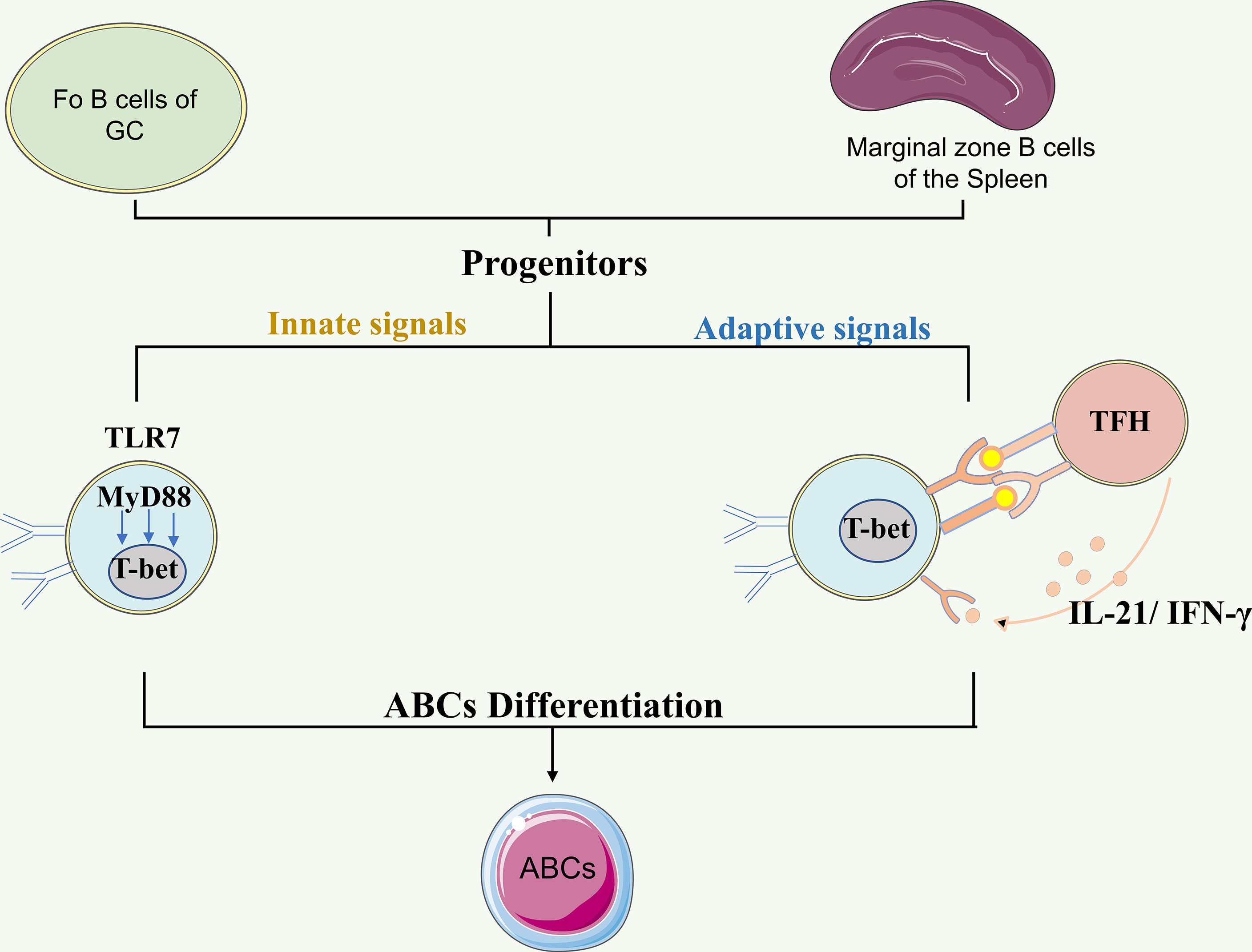 Frontiers | Age/autoimmunity-associated B Cells In Inflammatory ...