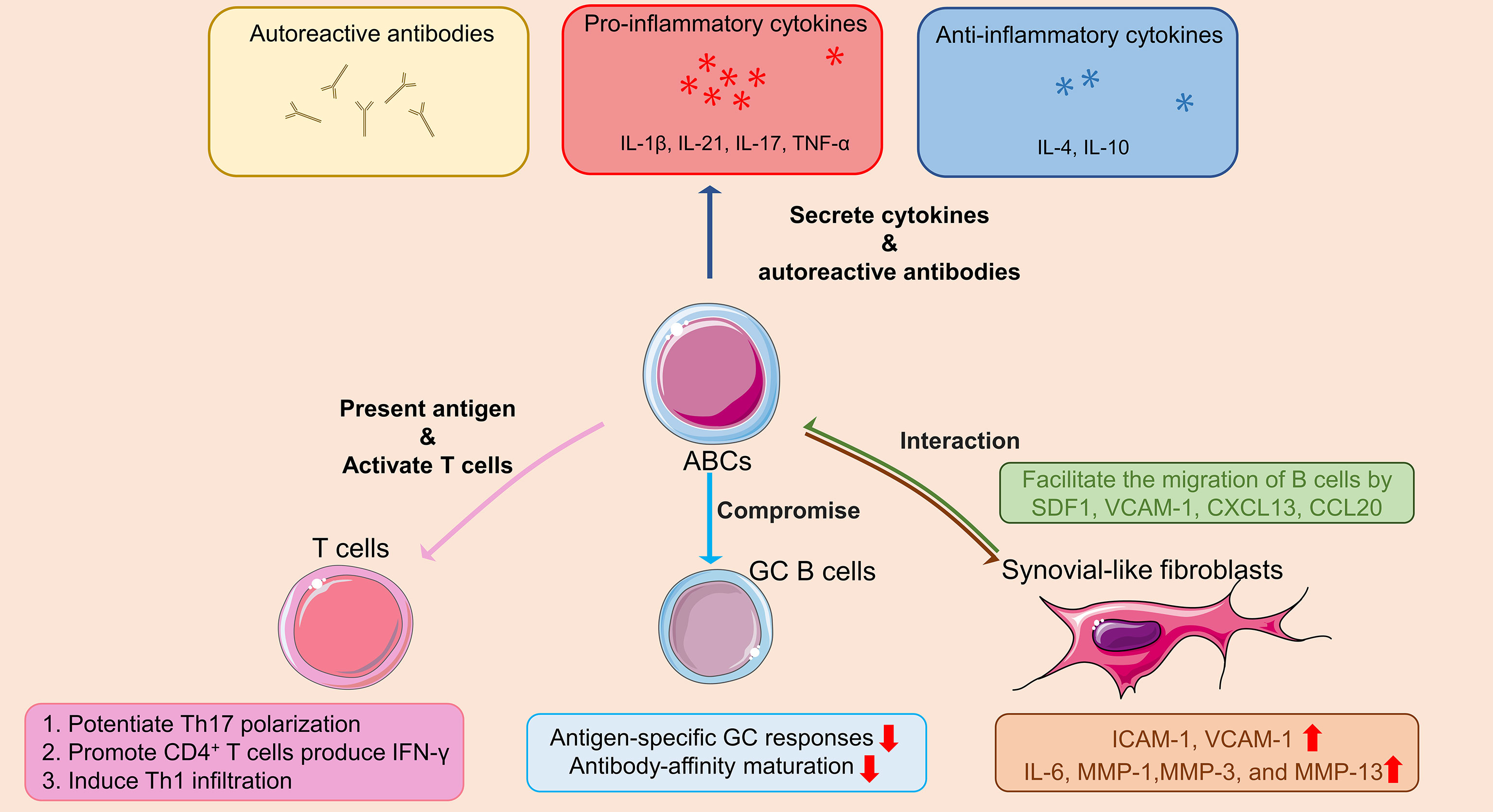 Frontiers | Age/autoimmunity-associated B Cells In Inflammatory ...