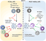 Frontiers | Ontogeny of Myeloid Cells | Immunology