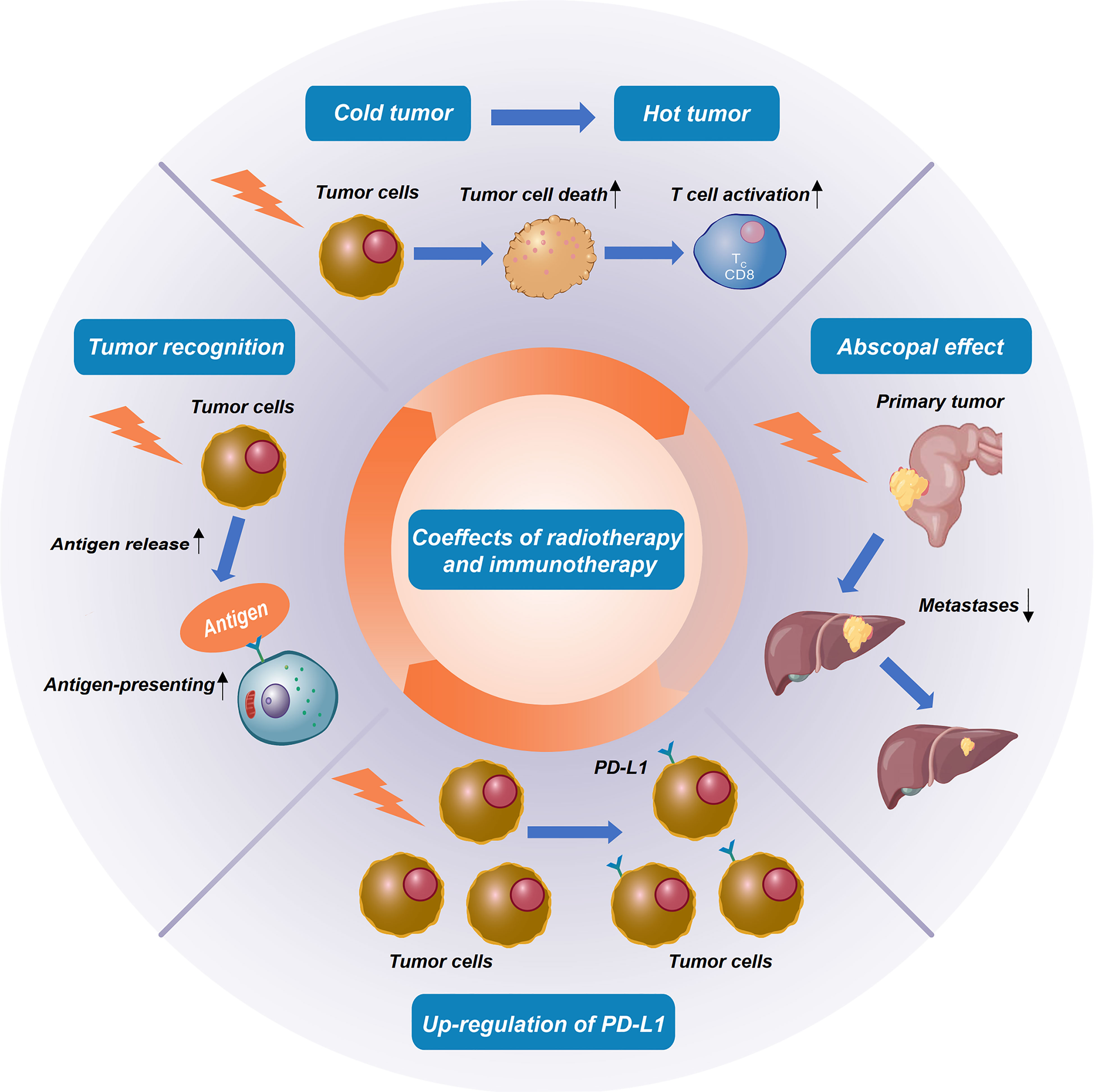 Frontiers | Radioimmunotherapy in colorectal cancer treatment