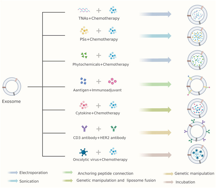 Frontiers | Combinational Antitumor Strategies Of Exosomes As Drug ...