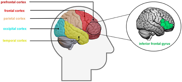 Wait! How We Control Our Thoughts and Actions as We Age · Frontiers for ...