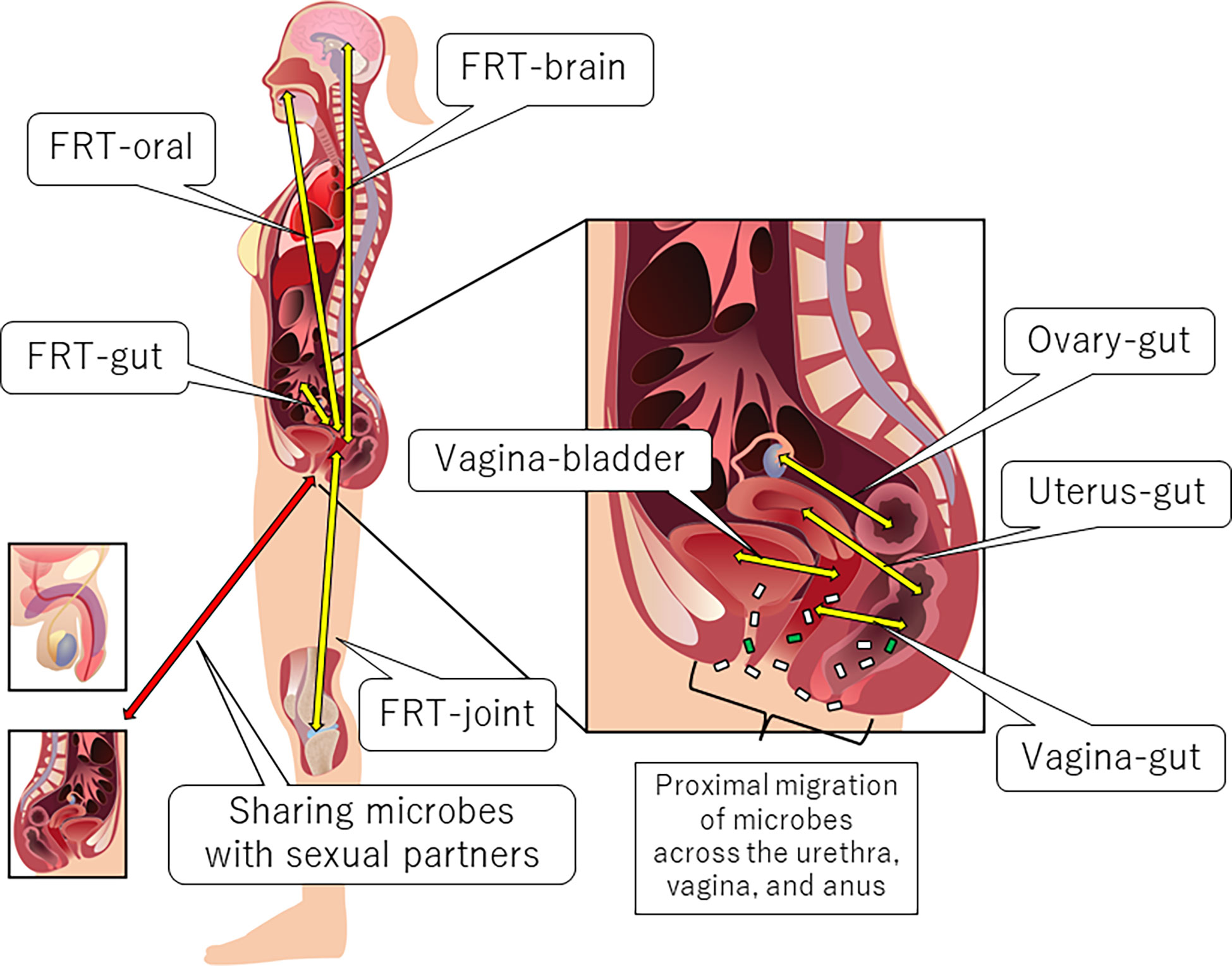 Frontiers Female reproductive tract-organ axes
