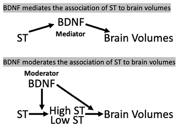 Frontiers  Sedentary behavior, brain-derived neurotrophic factor and brain  structure in midlife: A longitudinal brain MRI sub-study of the coronary  artery risk development in young adults study