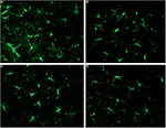 Frontiers | Differential responses to acute administration of a new 5 ...