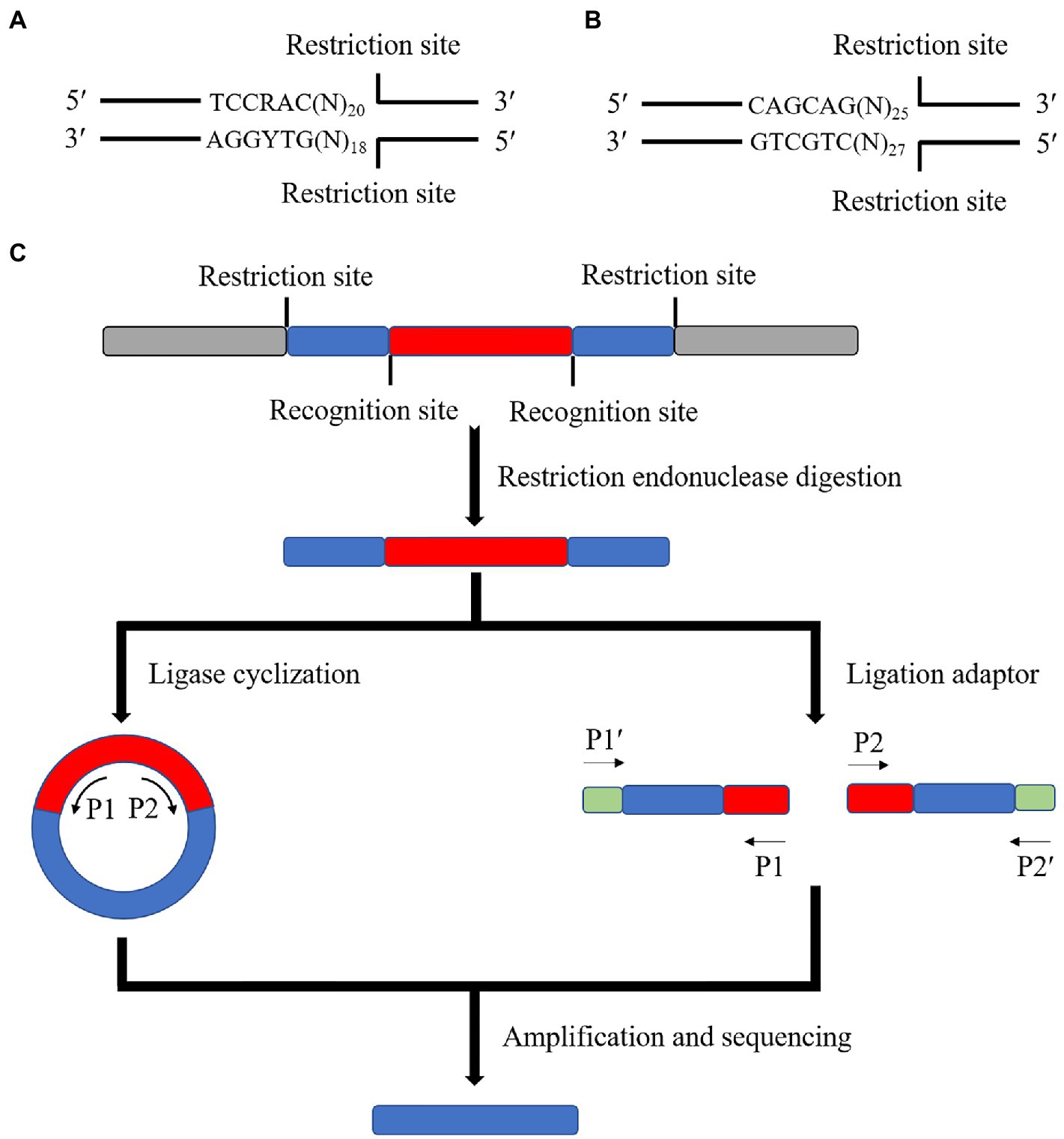 Frontiers Application Of Transposon Insertion Site Sequencing Method In The Exploration Of