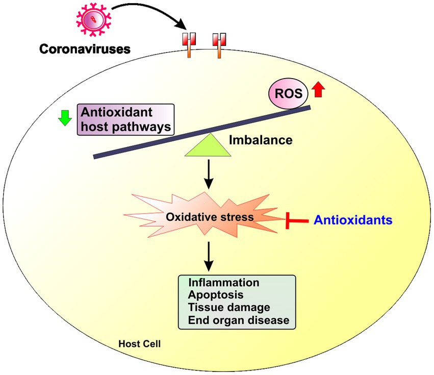 oxidative stress and inflammation resolution