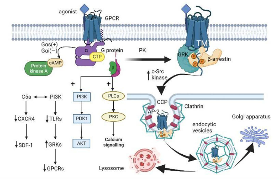Frontiers | The role of G protein-coupled receptor in neutrophil 