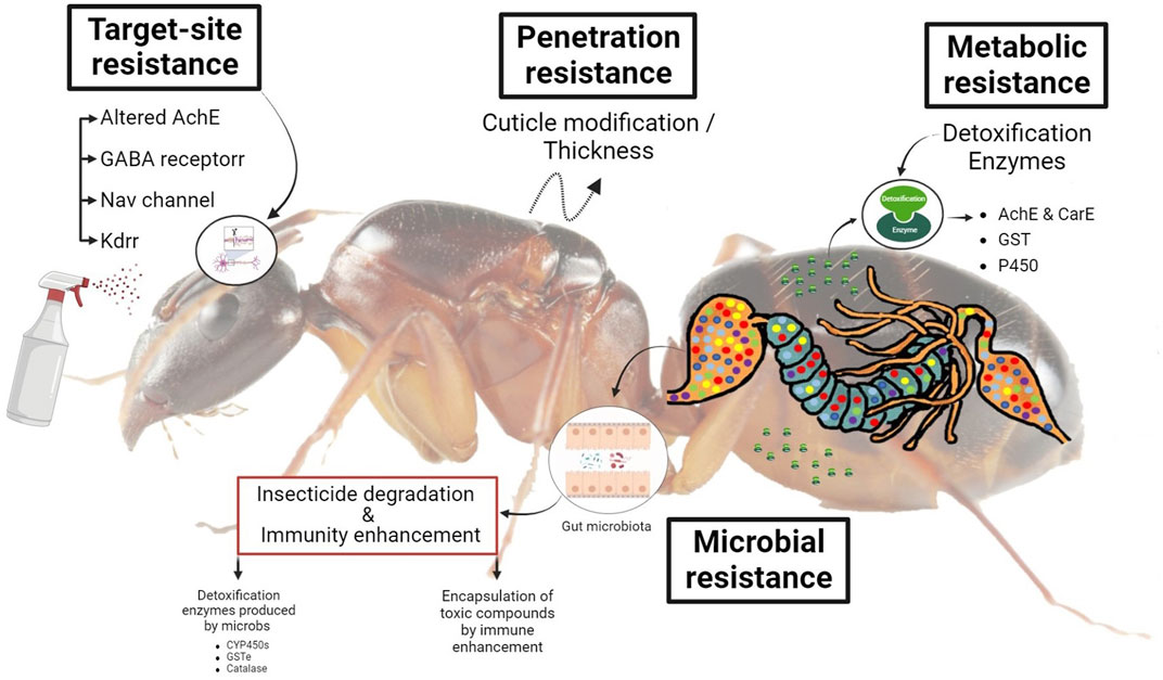 Frontiers  Insights into insecticide-resistance mechanisms in invasive  species: Challenges and control strategies
