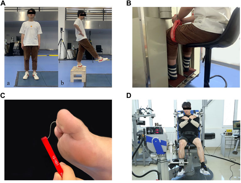 Frontiers | Relationship of strength, joint kinesthesia, and plantar ...