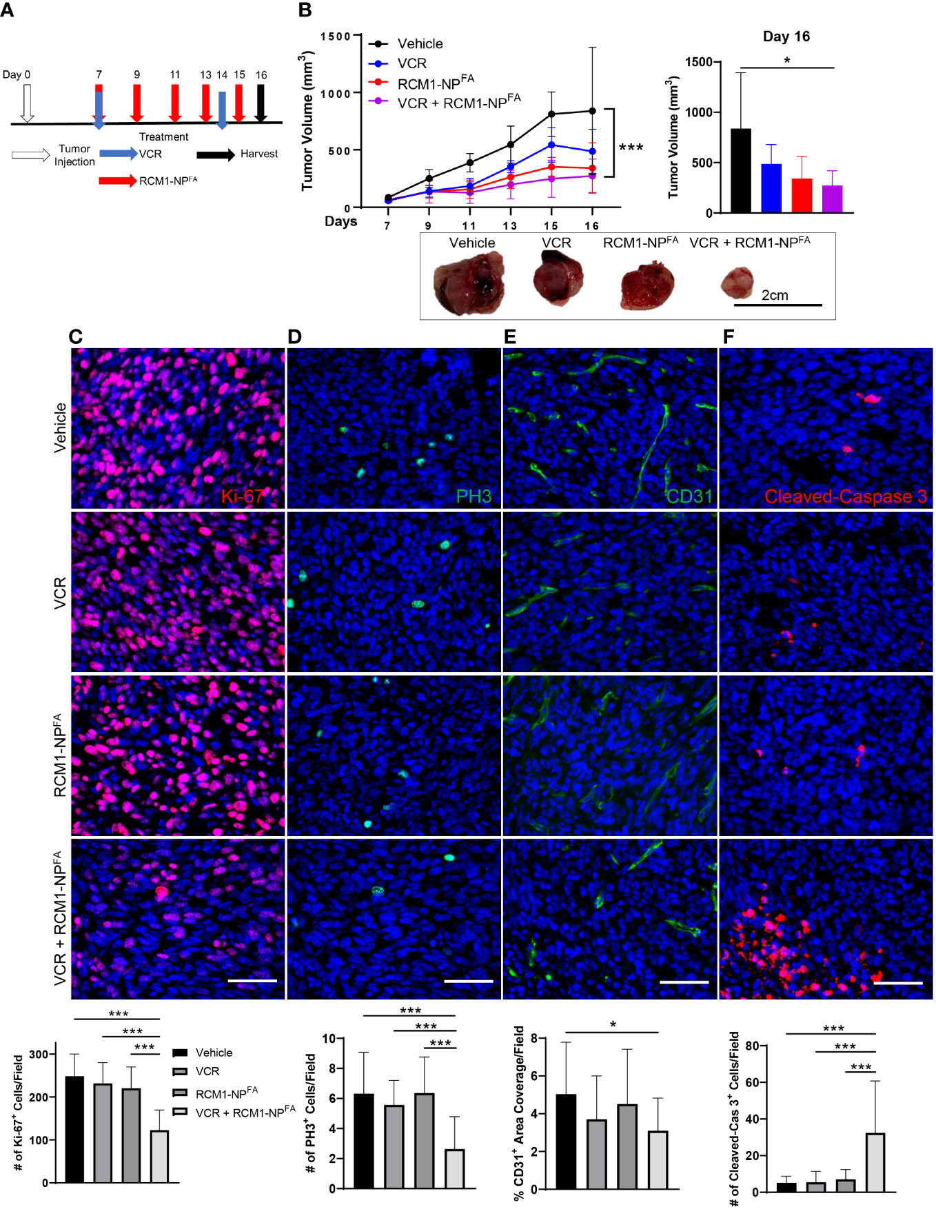 Frontiers | Improving Anti-tumor Efficacy Of Low-dose Vincristine In ...