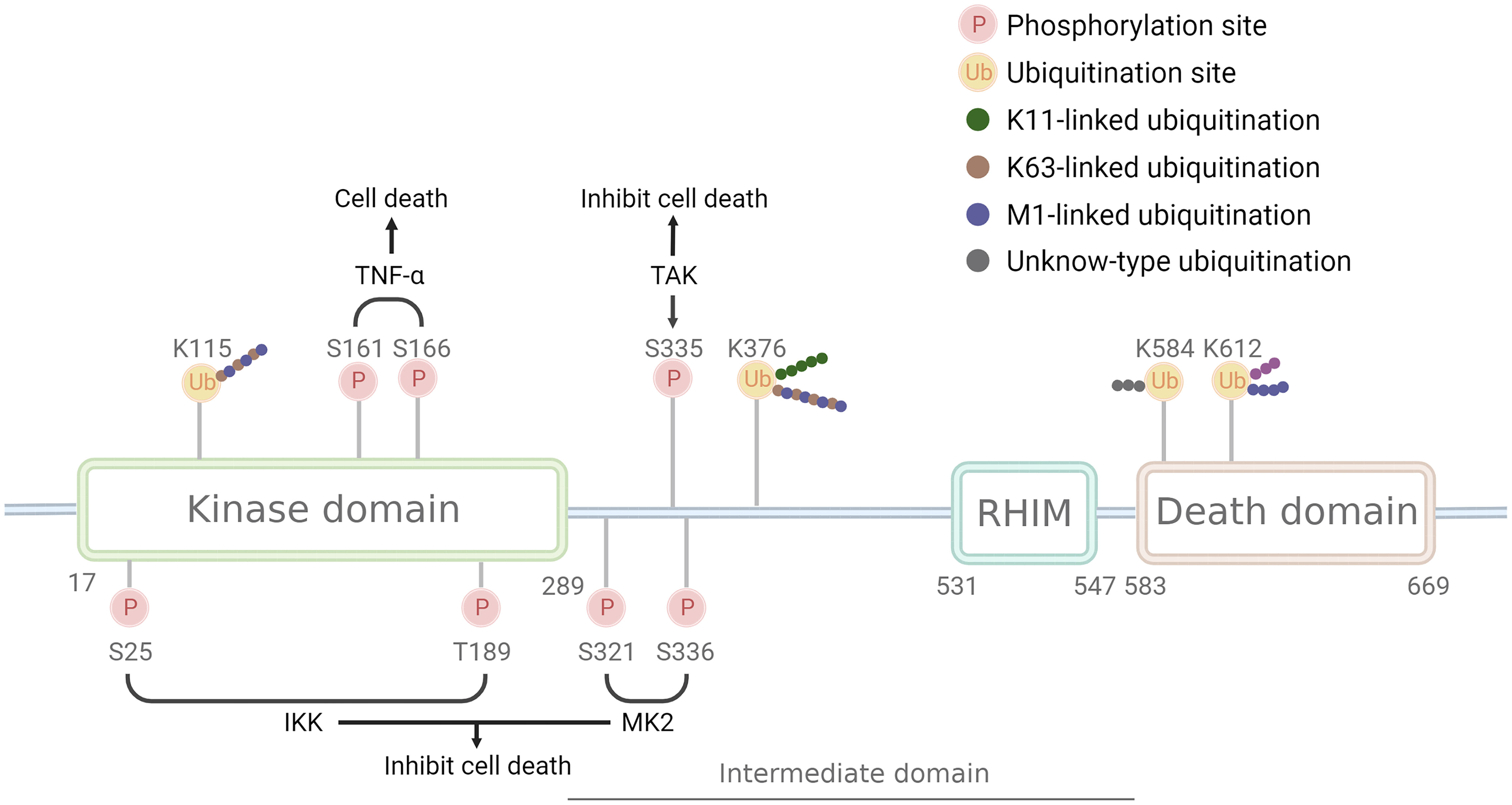 Frontiers | RIPK1 In The Inflammatory Response And Sepsis: Recent ...