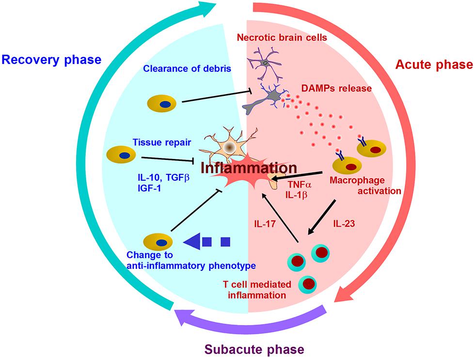 Frontiers  Postischemic inflammation regulates neural damage and