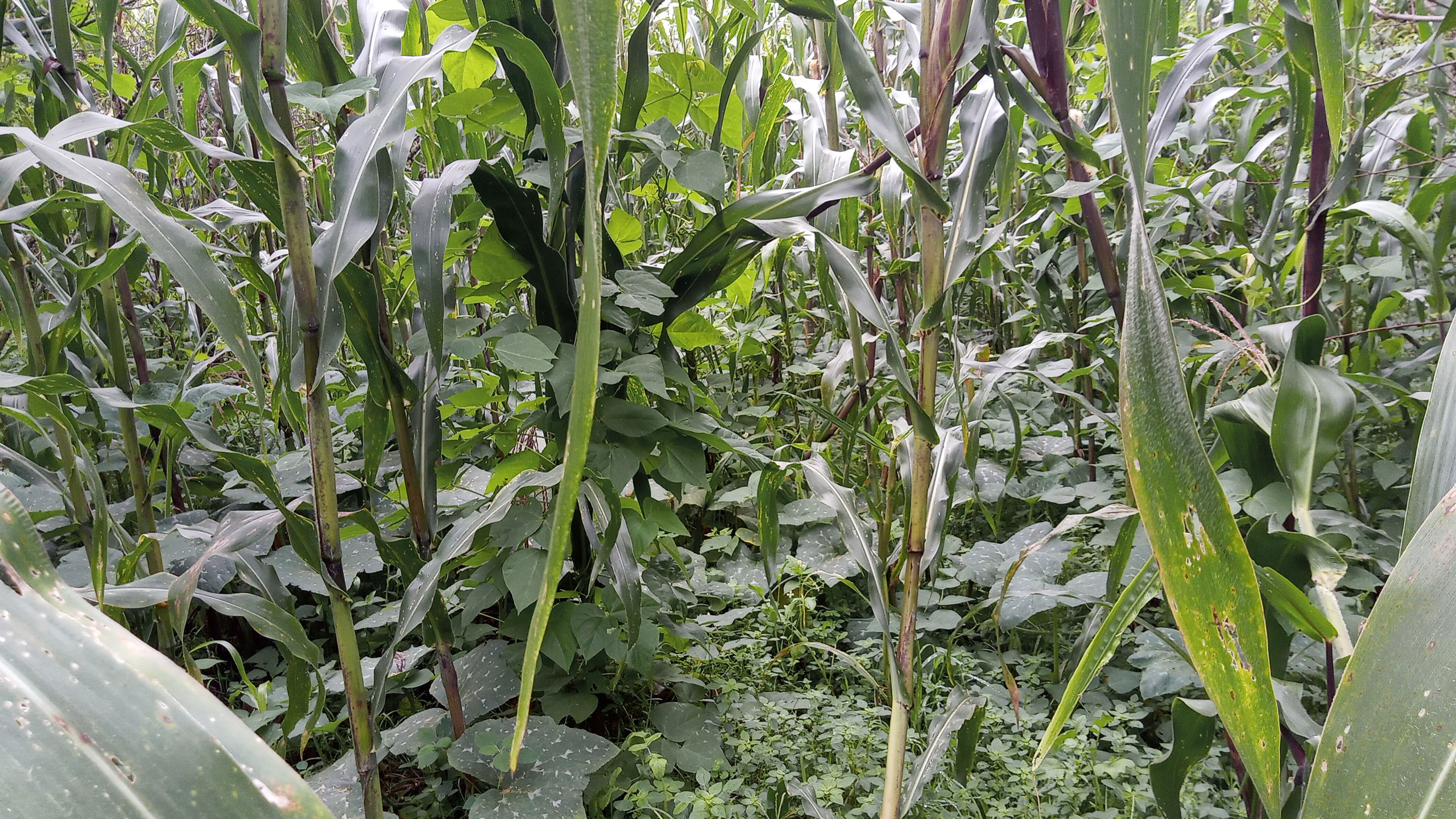 Frontiers Review Of Agronomic Research On The Milpa The Traditional 