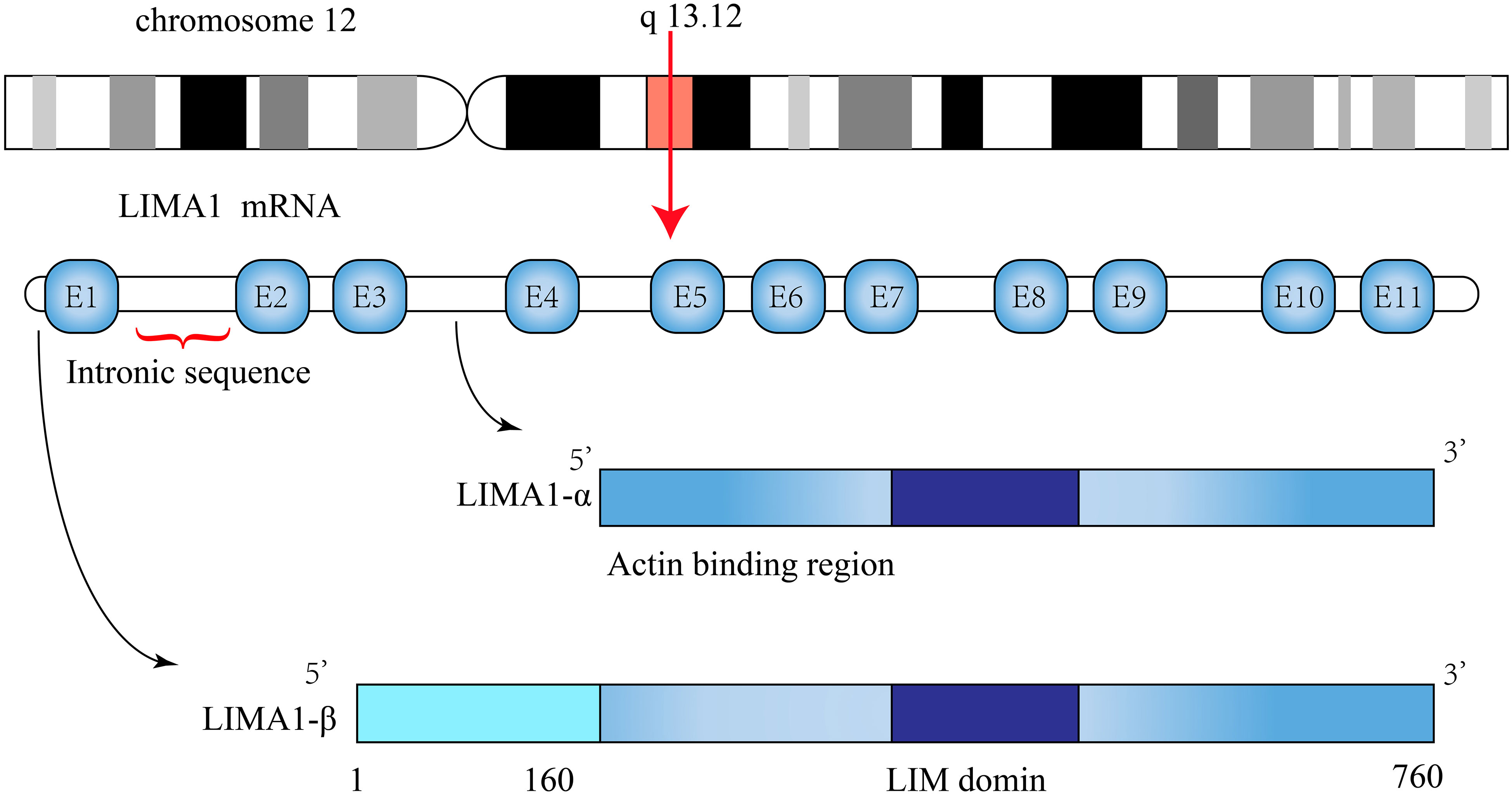 Frontiers  Characterization of LIMA1 and its emerging roles and