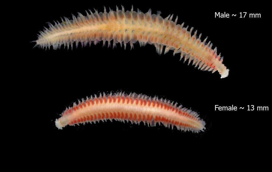 Sand Worm Perinereis Sp. is the Same Species As Sea Worms Polychaete. Stock  Photo - Image of coast, benthos: 153446410