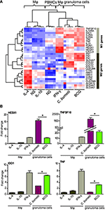 Frontiers | Granulomatous response to Coxiella burnetii, the agent of Q ...