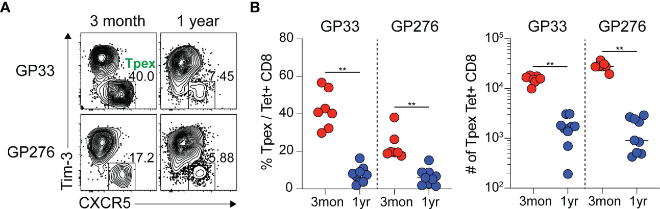 Antigen specificity and clonal identity of TSTEM and TPEX cells a, GSEA