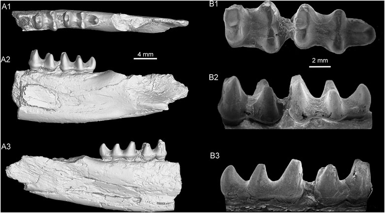 Frontiers | Small artiodactyls with tapir-like teeth from the 