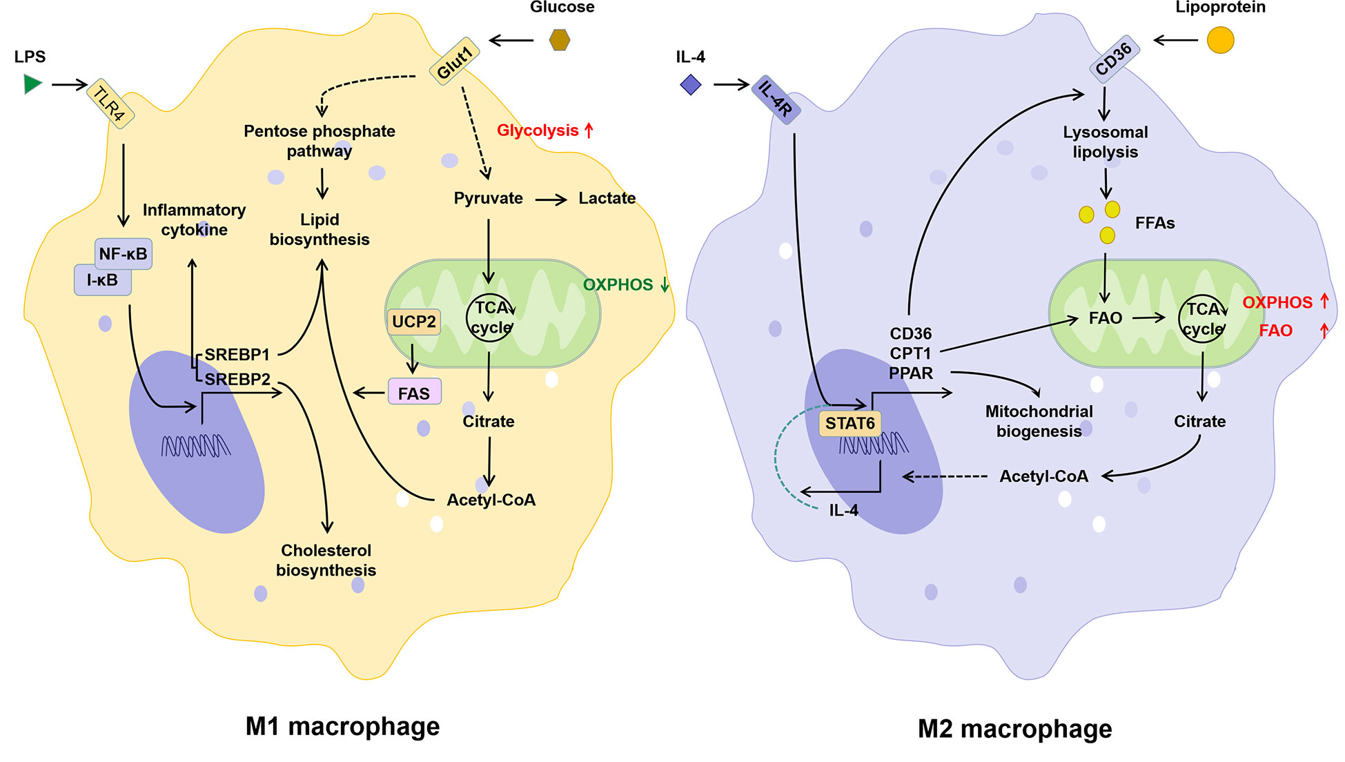 Frontiers | Programmed Cell Death And Lipid Metabolism Of Macrophages ...