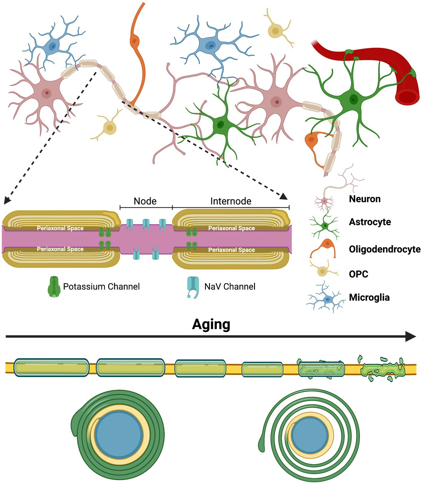 Frontiers  Enhancing axonal myelination in seniors: A review exploring the  potential impact cannabis has on myelination in the aged brain