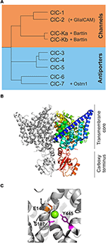 Frontiers | CLC Channel Function And Dysfunction In Health And Disease ...