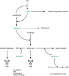 Frontiers | Role of the kallikrein–kinin system in traumatic brain ...