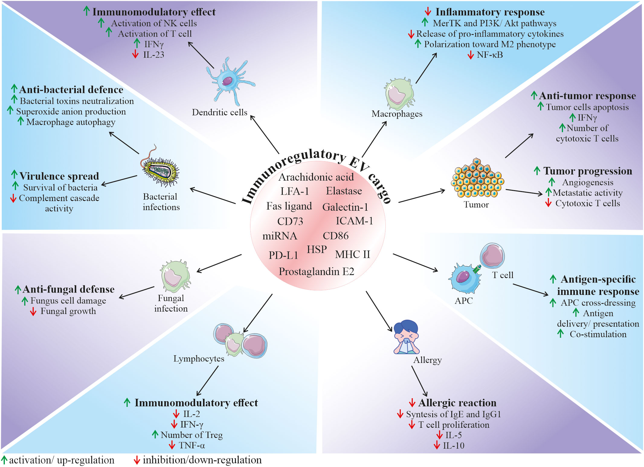Frontiers | Stem cell- derived extracellular vesicles as new tools 
