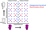 Frontiers | Perceptual advantage for category-relevant perceptual ...