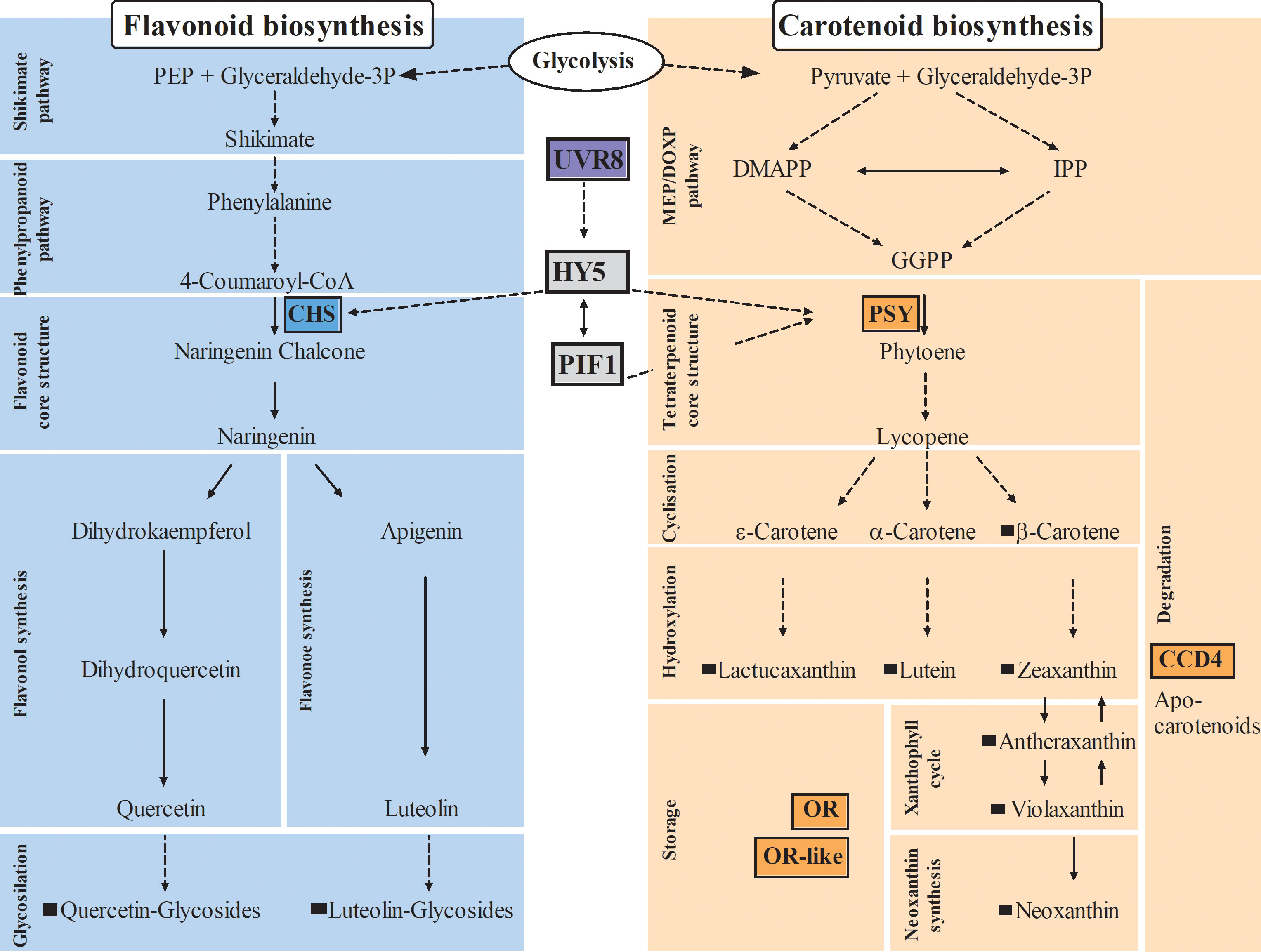 Frontiers Regulation Of Carotenoid And Flavonoid Biosynthetic 