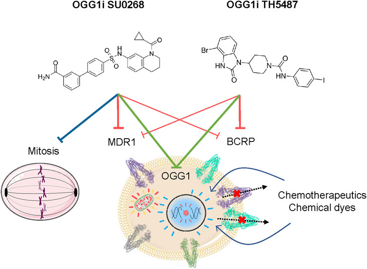 Frontiers | OGG1 competitive inhibitors show important off-target 