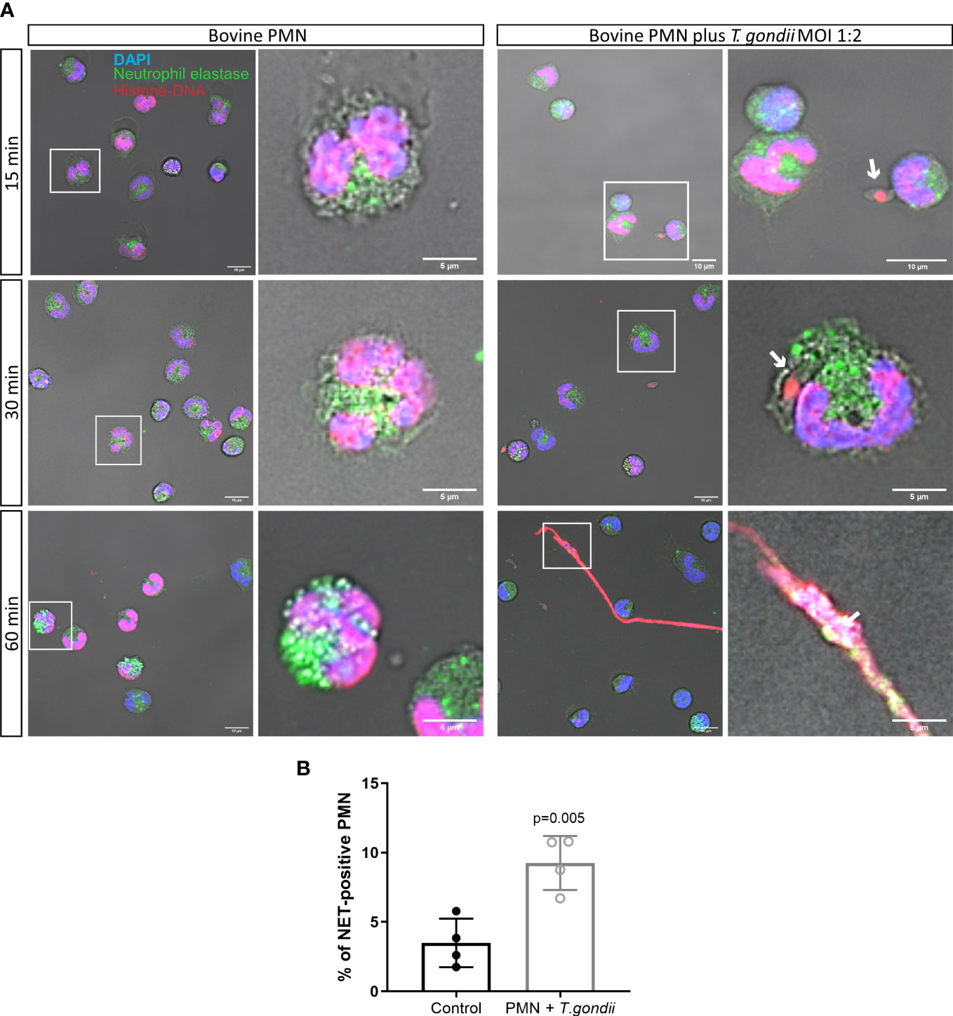 The G2 phase controls binary division of Toxoplasma gondii