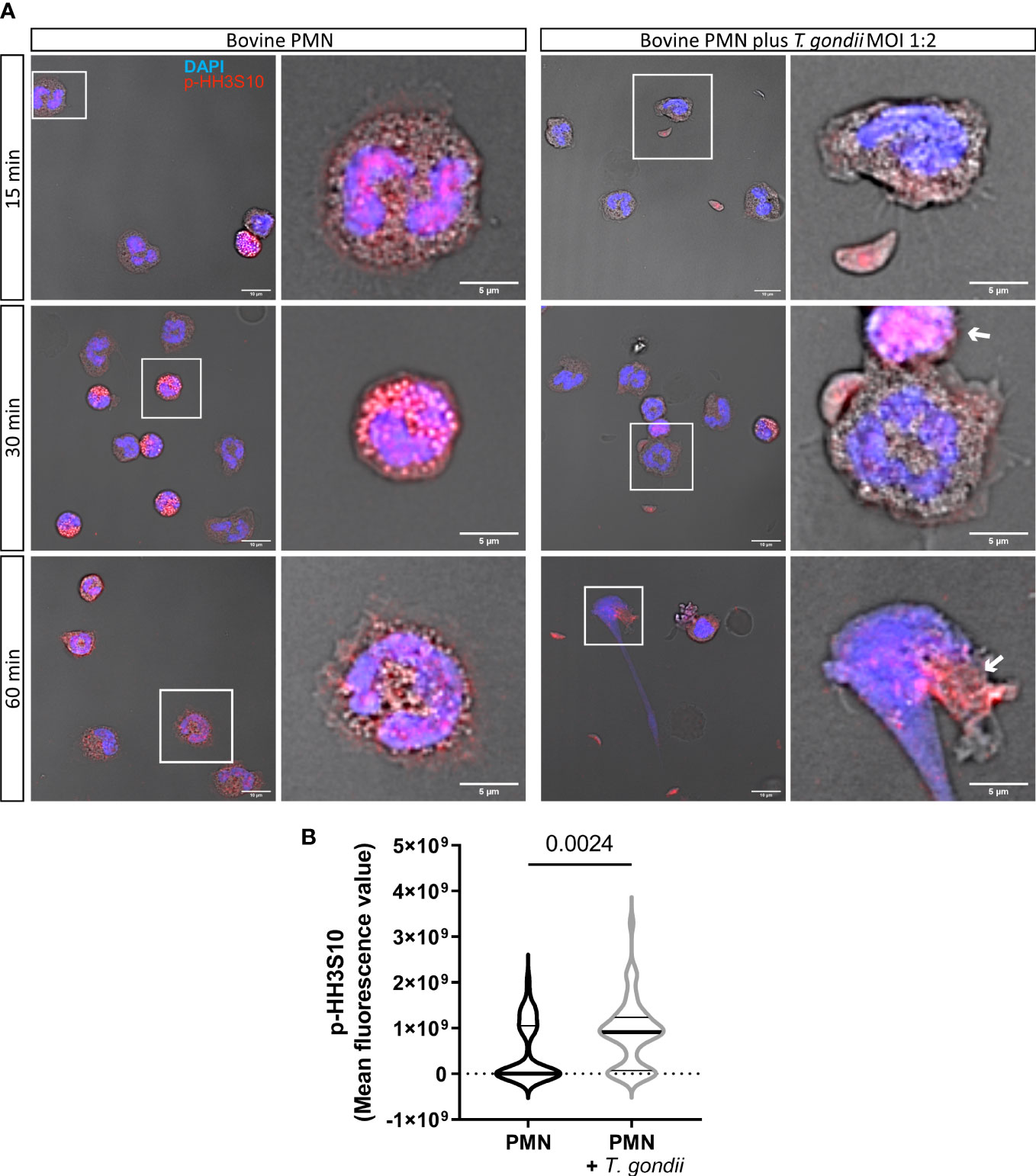 The G2 phase controls binary division of Toxoplasma gondii