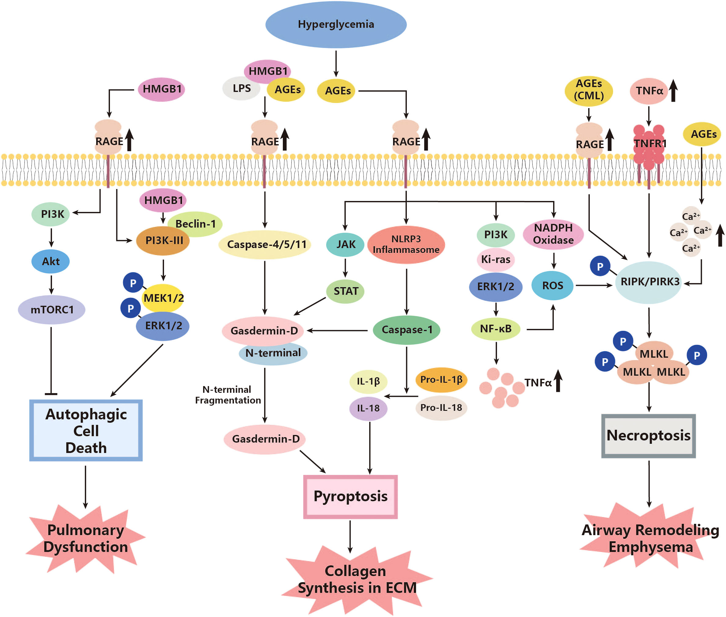 Frontiers | Non-apoptotic programmed cell deaths in diabetic 