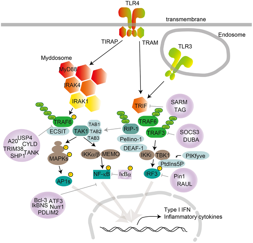 Toll-like receptor signaling pathways