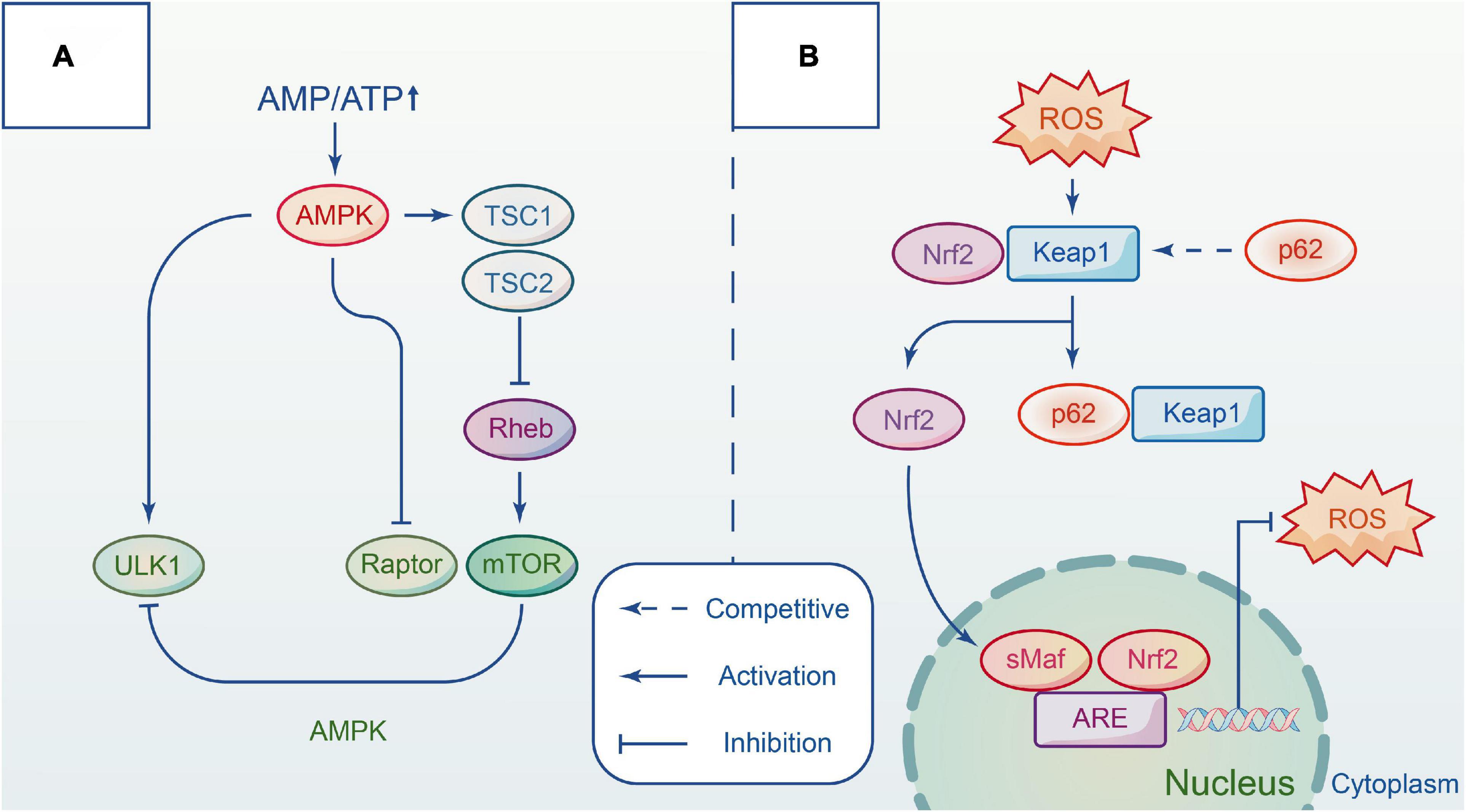 Frontiers | Targeting Autophagy Process In Center Nervous Trauma