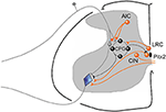 Frontiers | Cholinergic mechanisms in spinal locomotion—potential ...