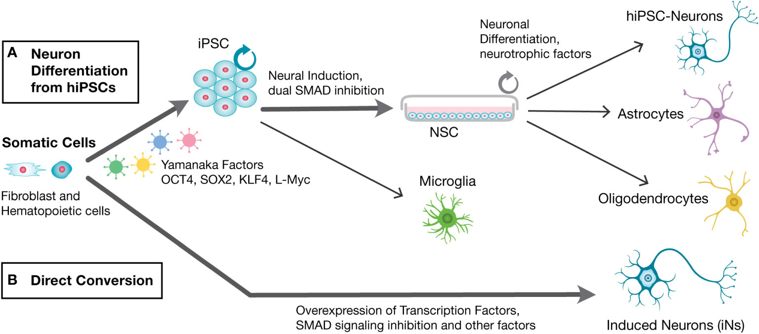 Use Of In Vitro Derived Human Neuronal Models To Study Host-parasite ...