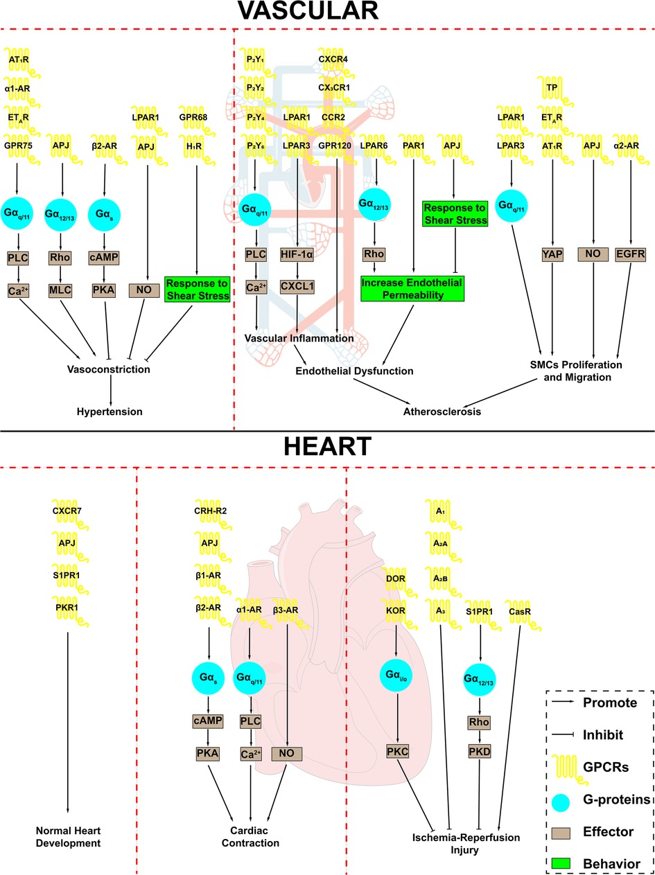 Frontiers  Role of G-protein coupled receptors in cardiovascular diseases