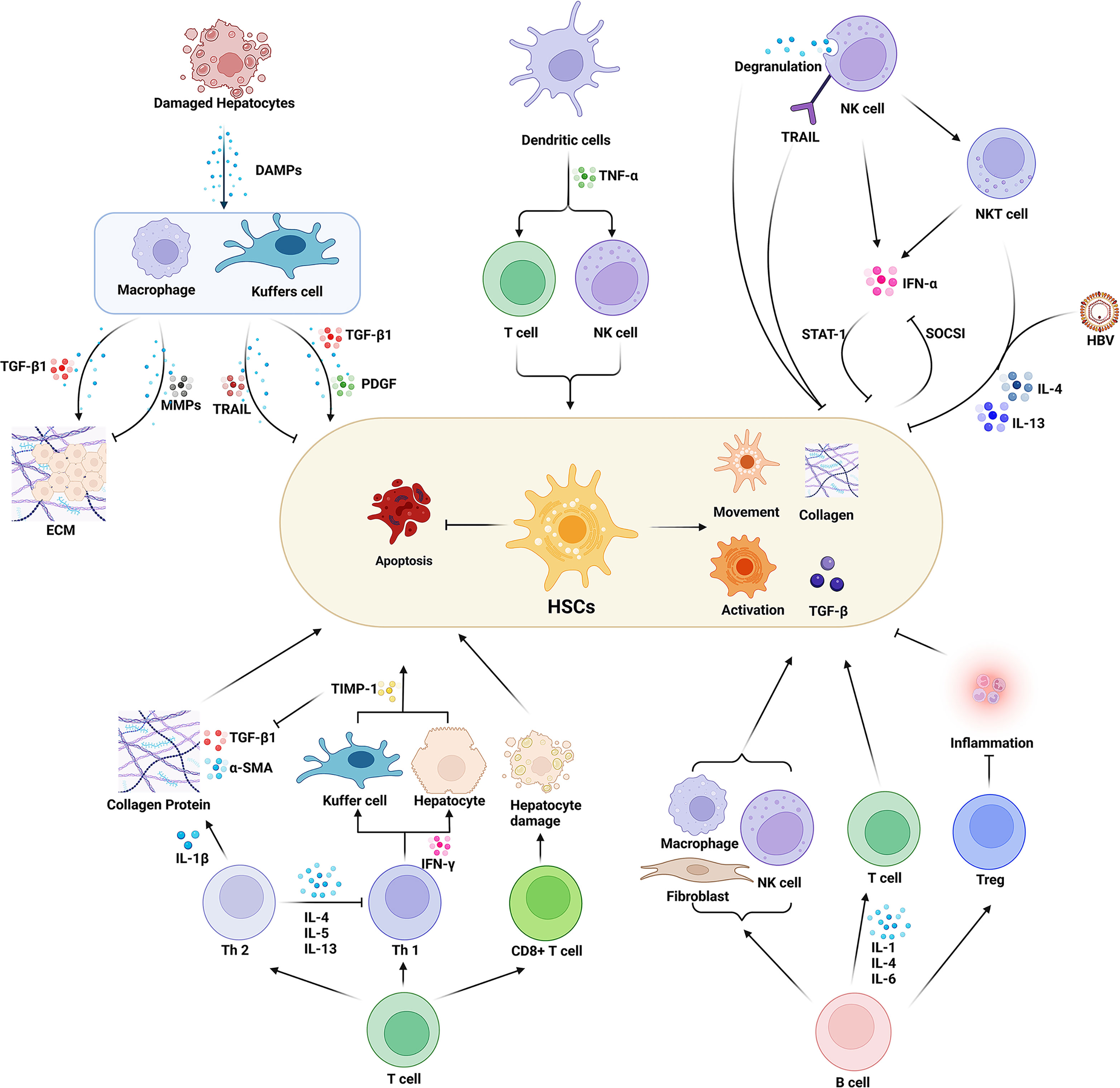 Frontiers | Ongoing involvers and promising therapeutic targets of 