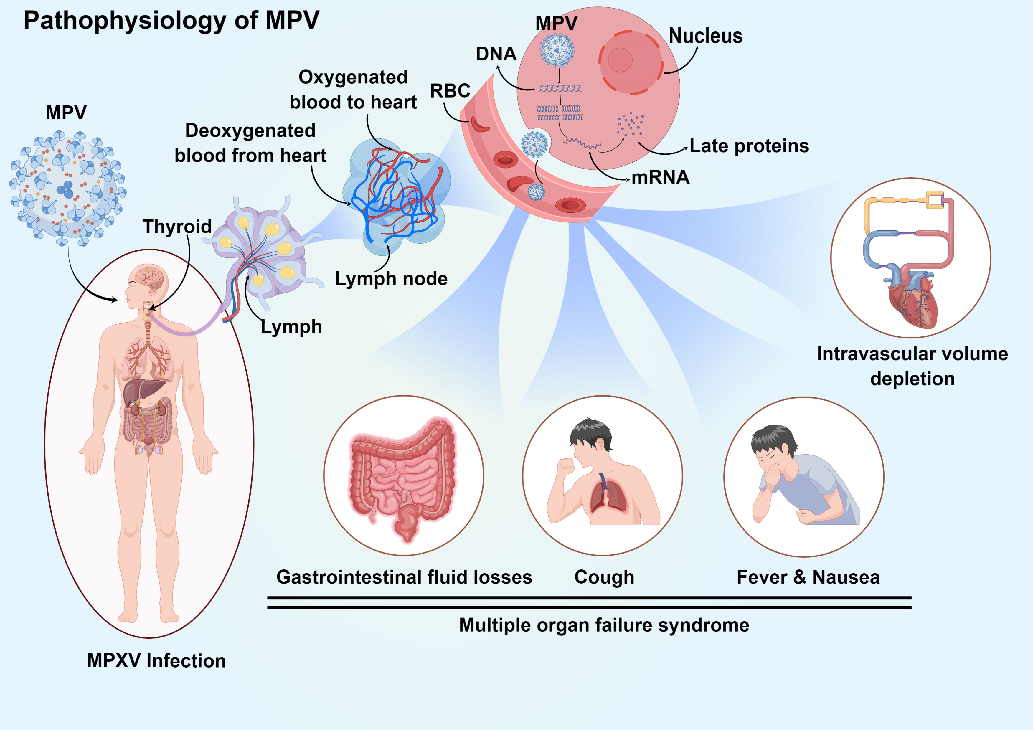 MPox (Orthopox Virus)  Baltimore City Health Department