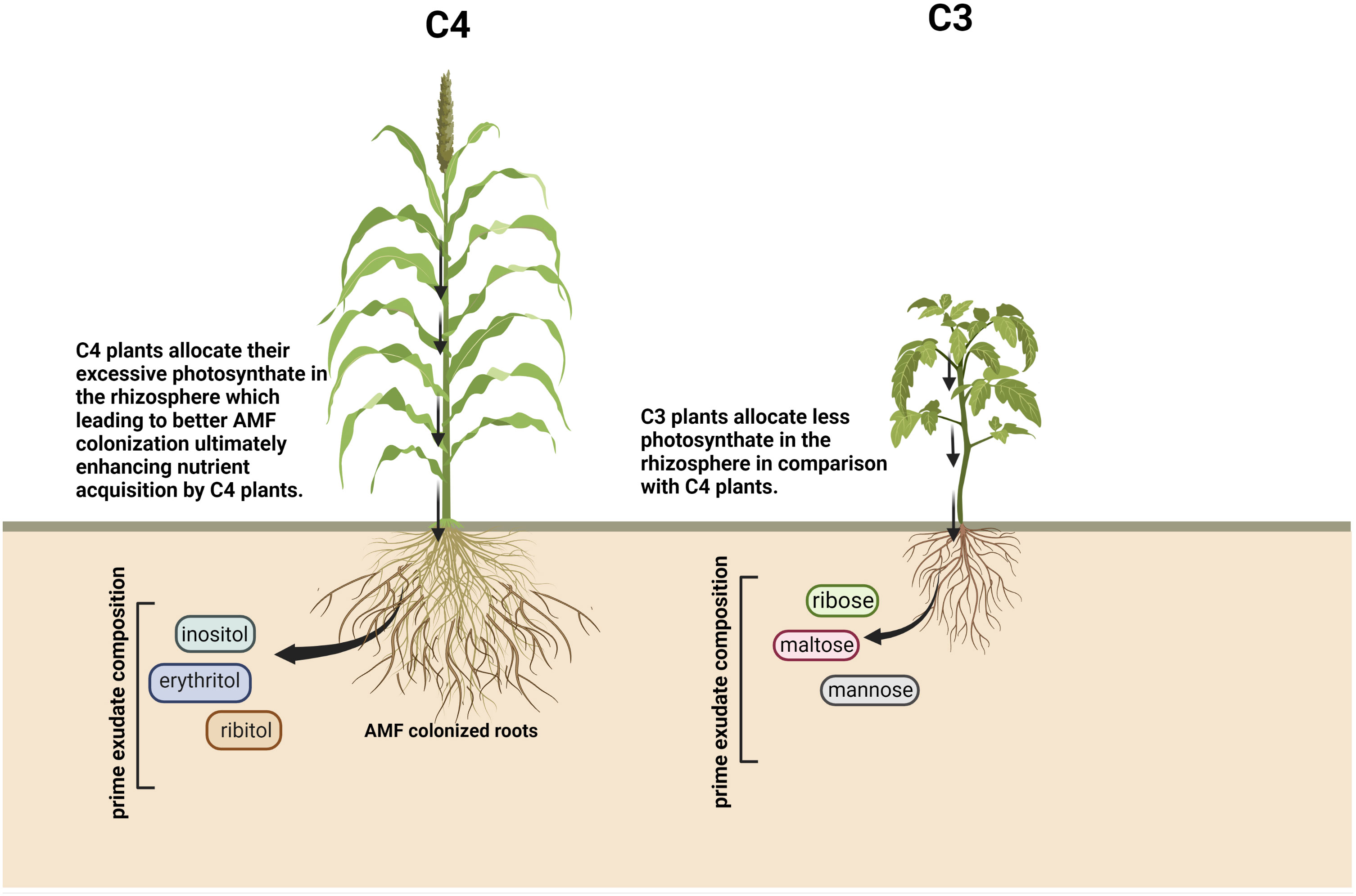 Frontiers | Biotic stress-induced changes in root exudation confer ...