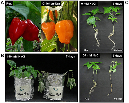 PDF) Evaluation of Scotch Bonnet and Habanero Peppers (Capsicum chinense)  For Resistance to Southern Root-knot Nematodes