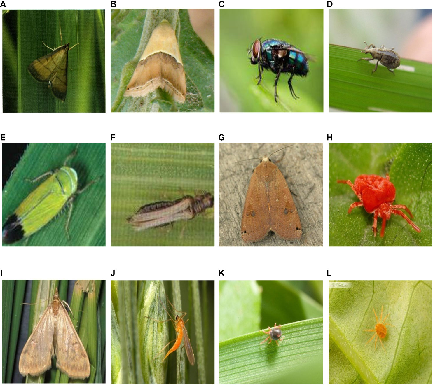 Frontiers | Crop pest image classification based on improved densely ...