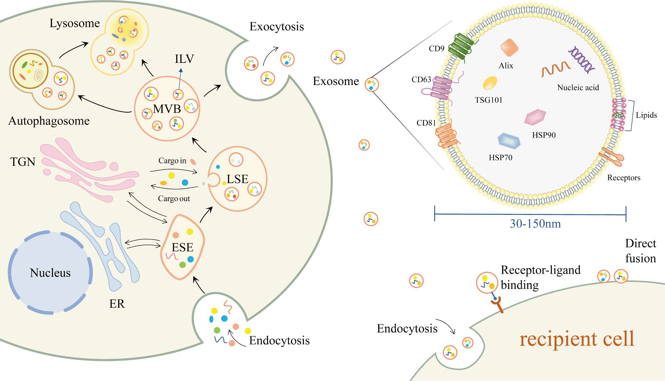 Frontiers | Exosomes in liver fibrosis: The role of modulating 