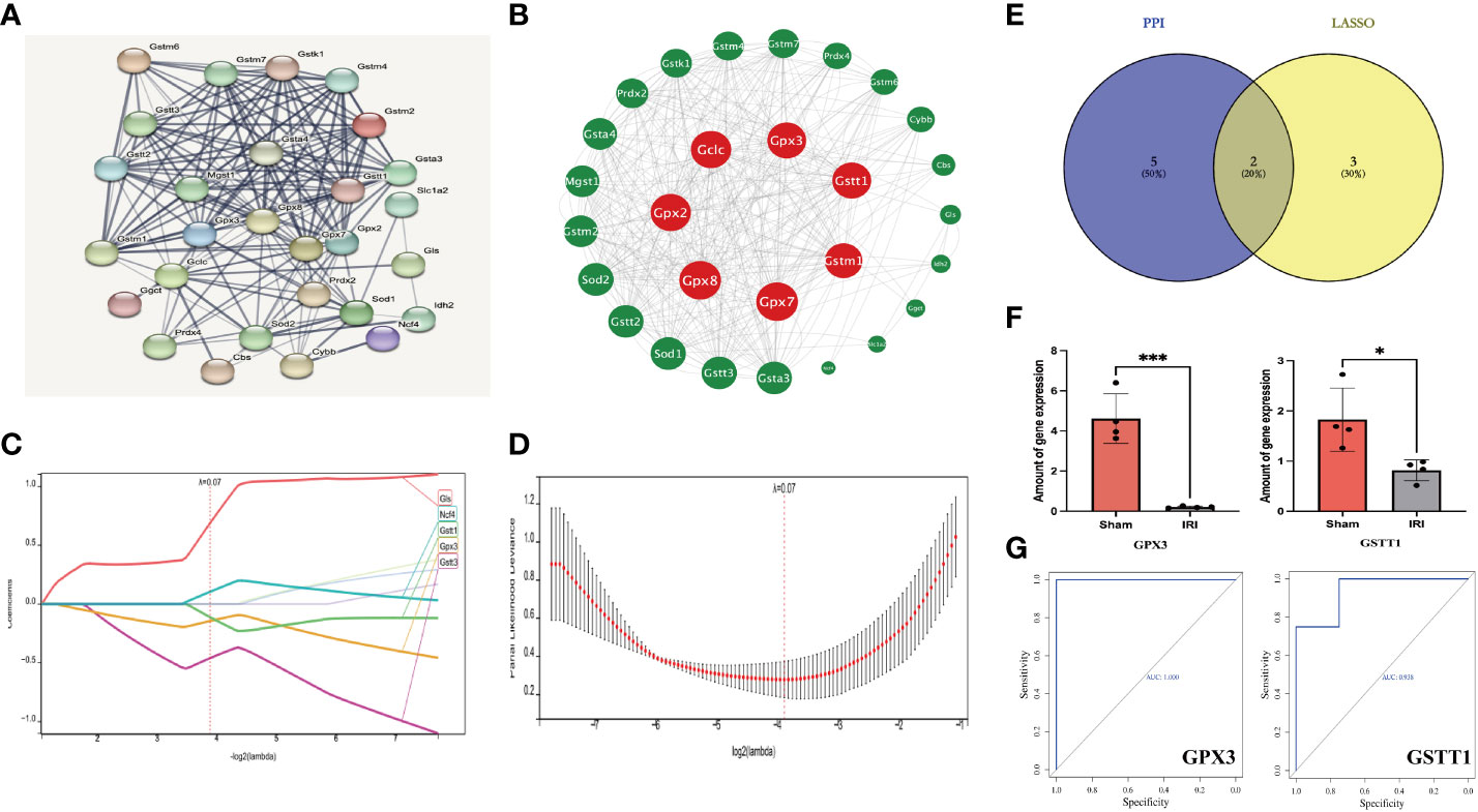 Frontiers | GPX3 And GSTT1 As Biomarkers Related To Oxidative Stress ...