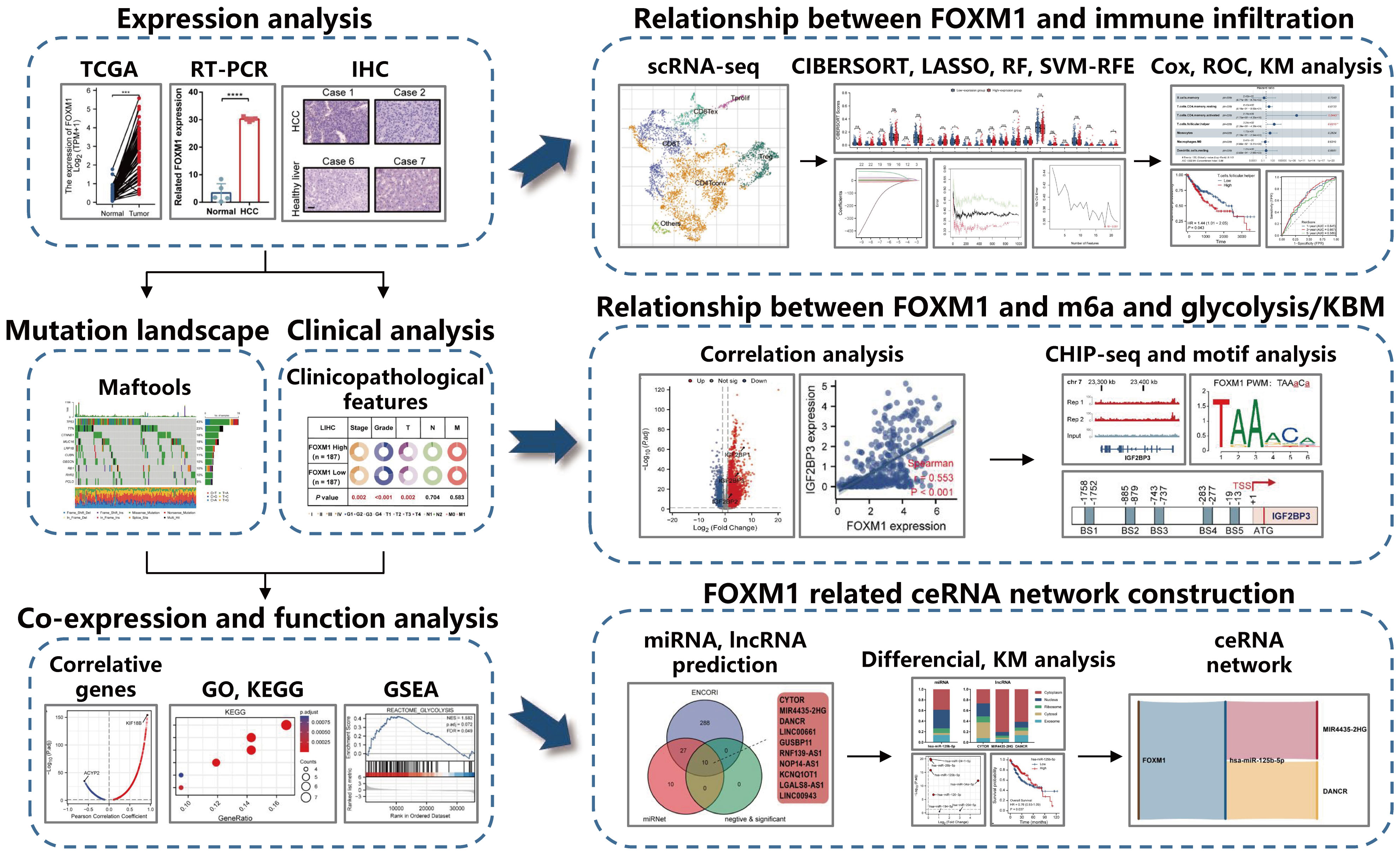 Frontiers | Comprehensive analysis of FOXM1 immune infiltrates 