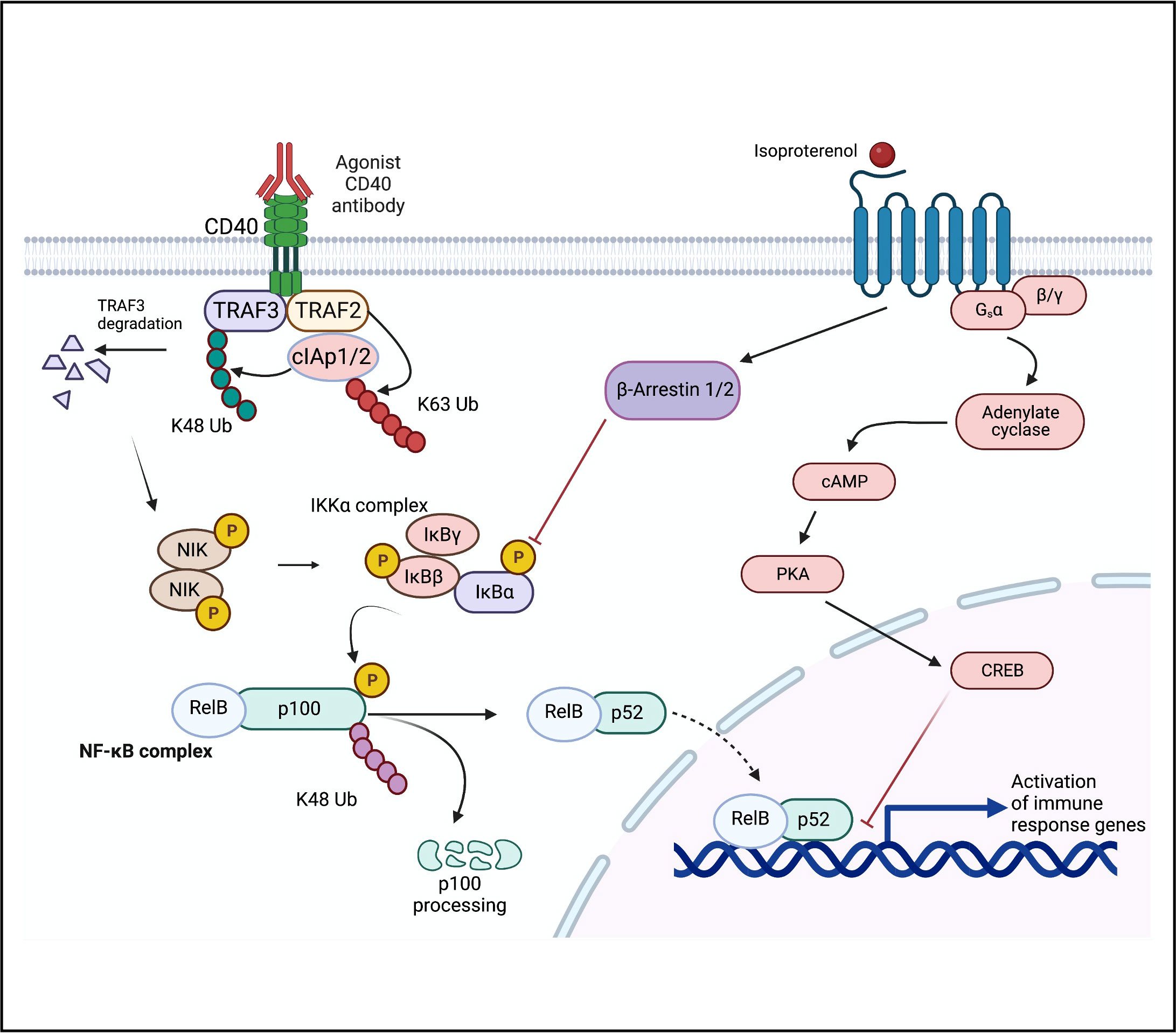 Frontiers | Adrenergic receptor signaling regulates the CD40-receptor ...