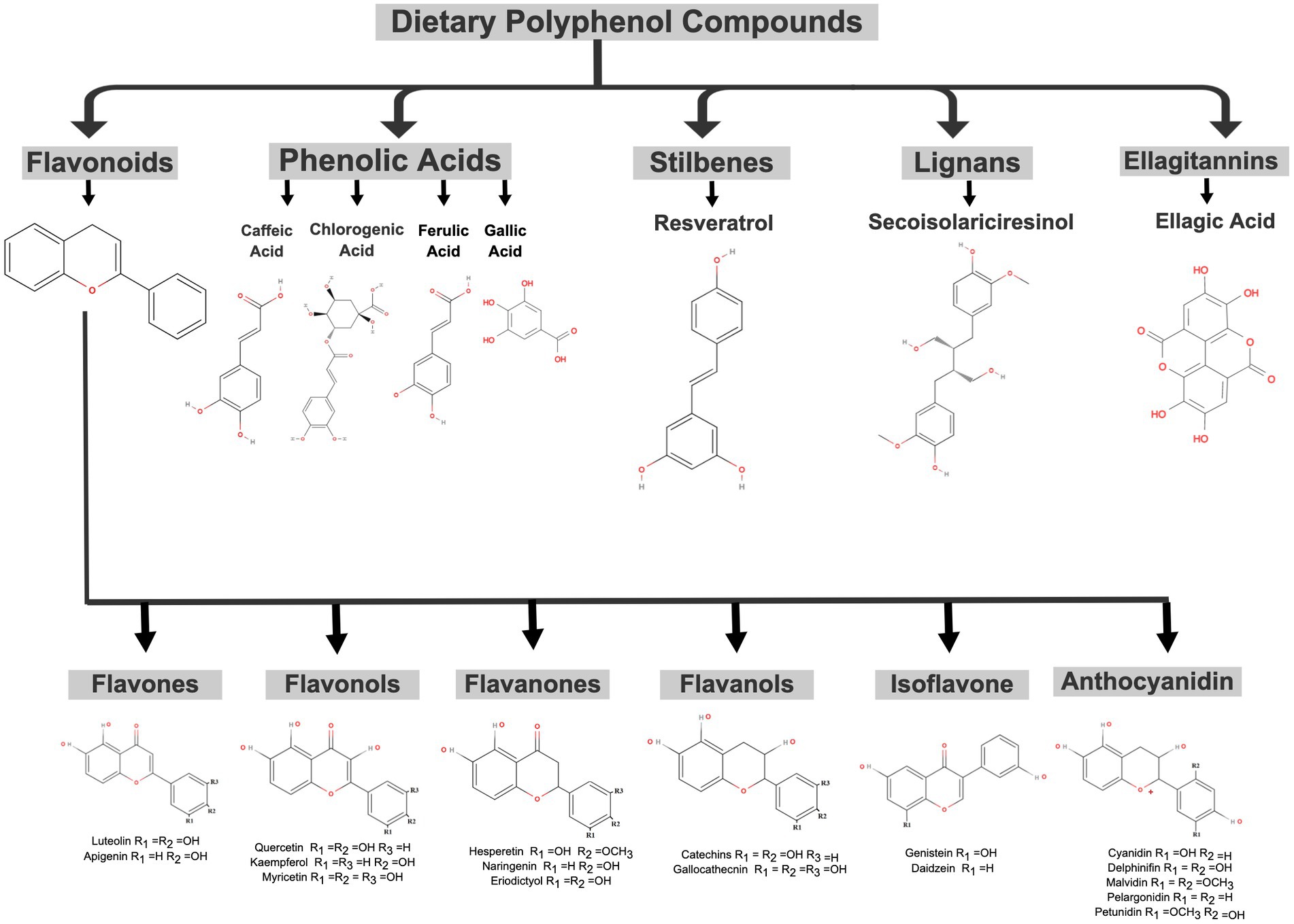 Full article: Food-grade encapsulated polyphenols: recent advances