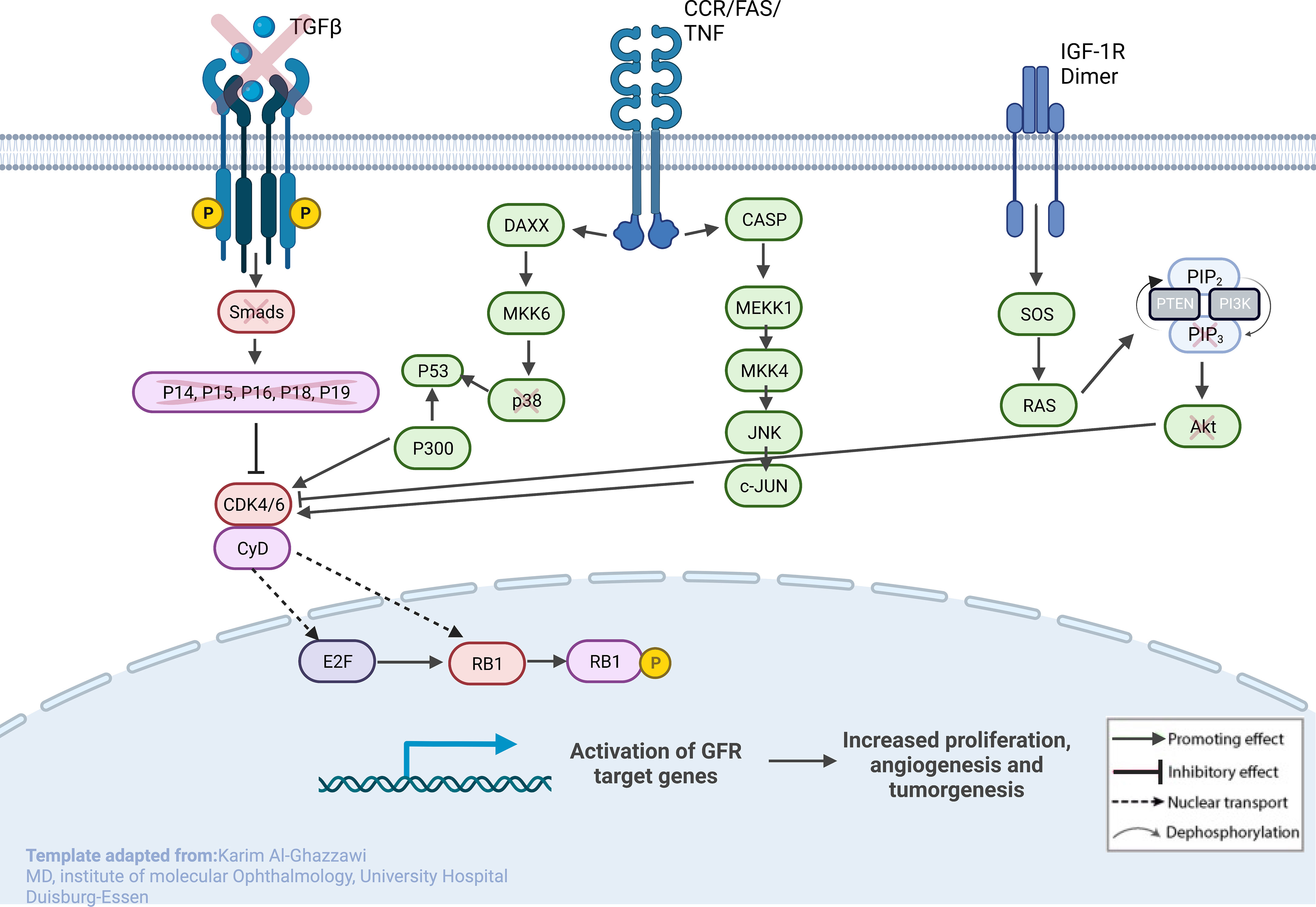 Frontiers | PDGF, NGF, and EGF as main contributors to tumorigenesis in ...